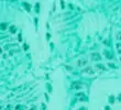BRIGHT AQUA