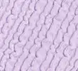 DUSTED LILAC