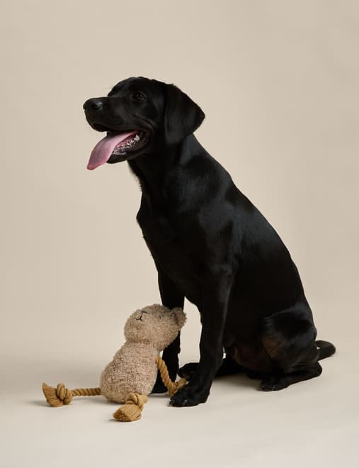 Spencer Bear™ Rope Pet Toy