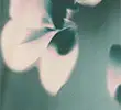 GREEN MIX