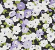 LILAC MIX