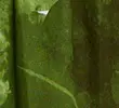GREEN MIX