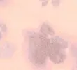 MELBA BLUSH