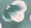 SAGE MIX