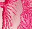 FUCHSIA MIX