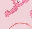 PINK MIX