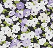 LILAC MIX