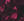 R7_BLACKCURRANT