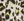 R4_YELLOW MIX