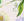 Z4_WHITE MIX