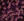 D0_PURPLE