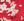 B6_DARK RED MIX