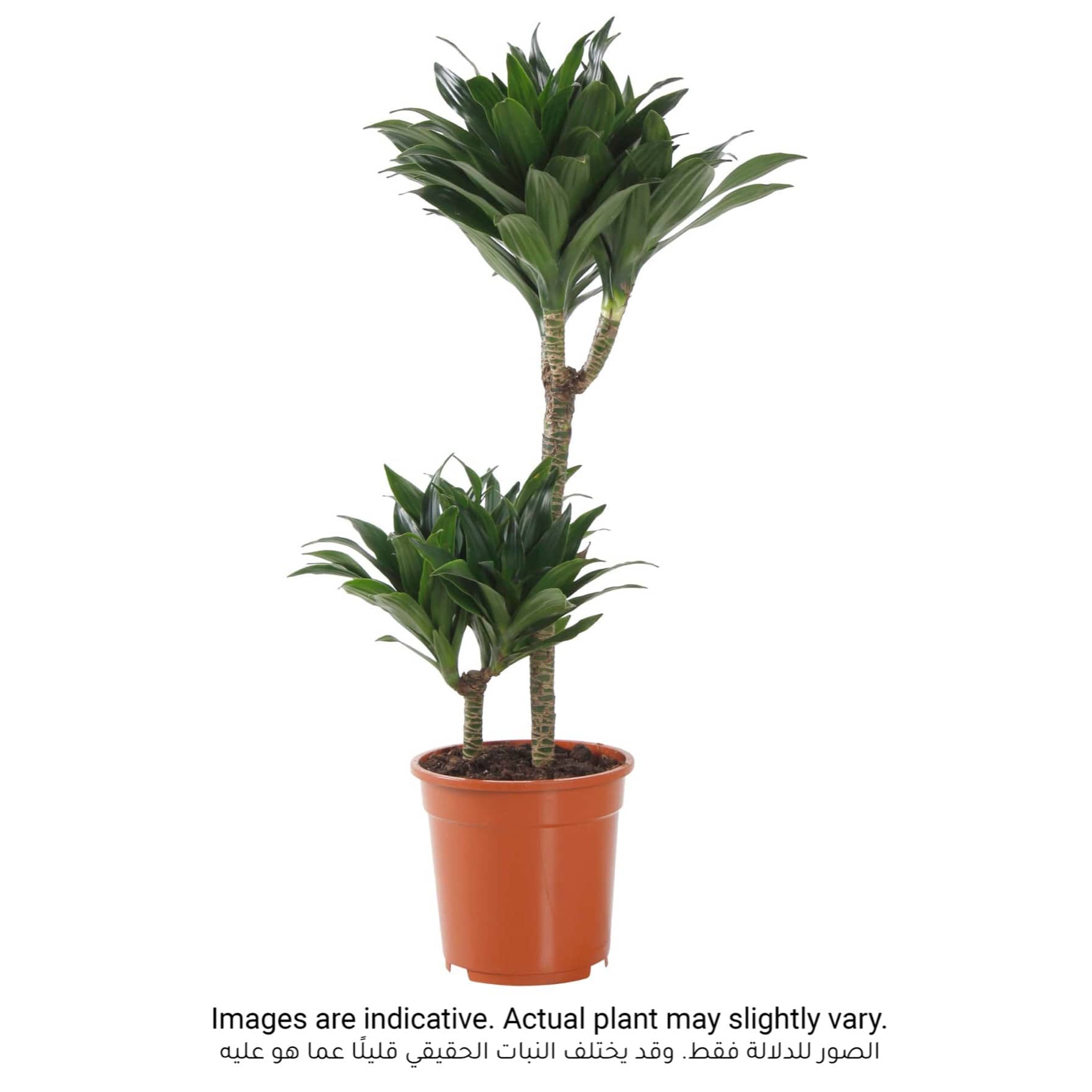 Siji Dracaena Compacta 2PP Plant (15 x 17 x 80 cm)