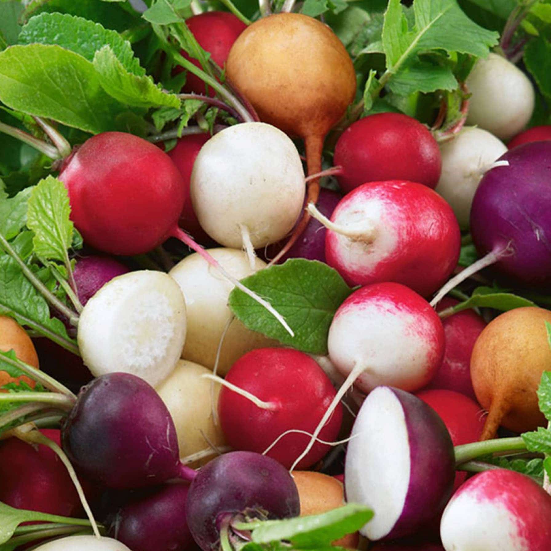 De Ree Radish Mixed Seeds