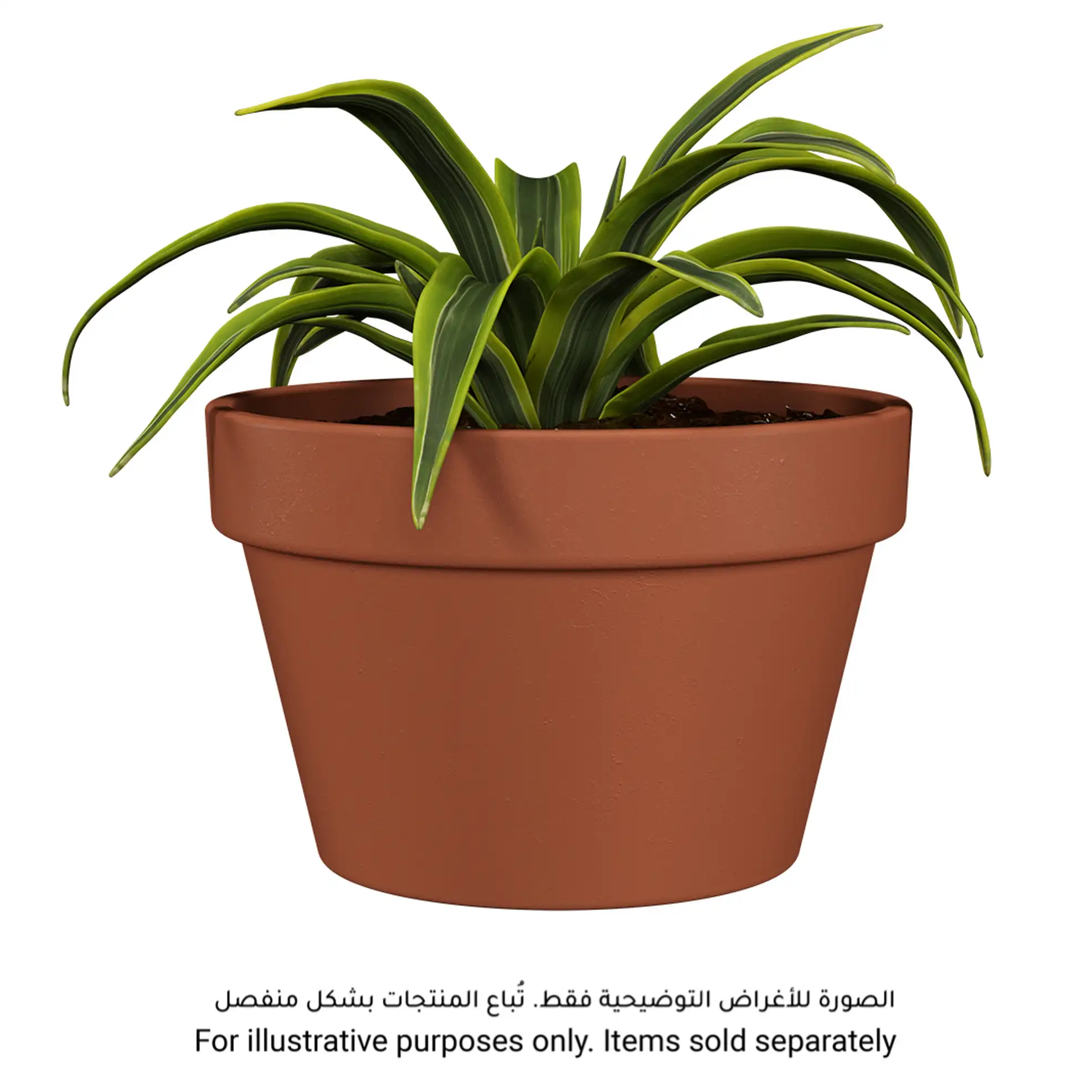 Artevasi Amalia Bowl Plant Pot (17 x 11.9 cm, Terracotta)