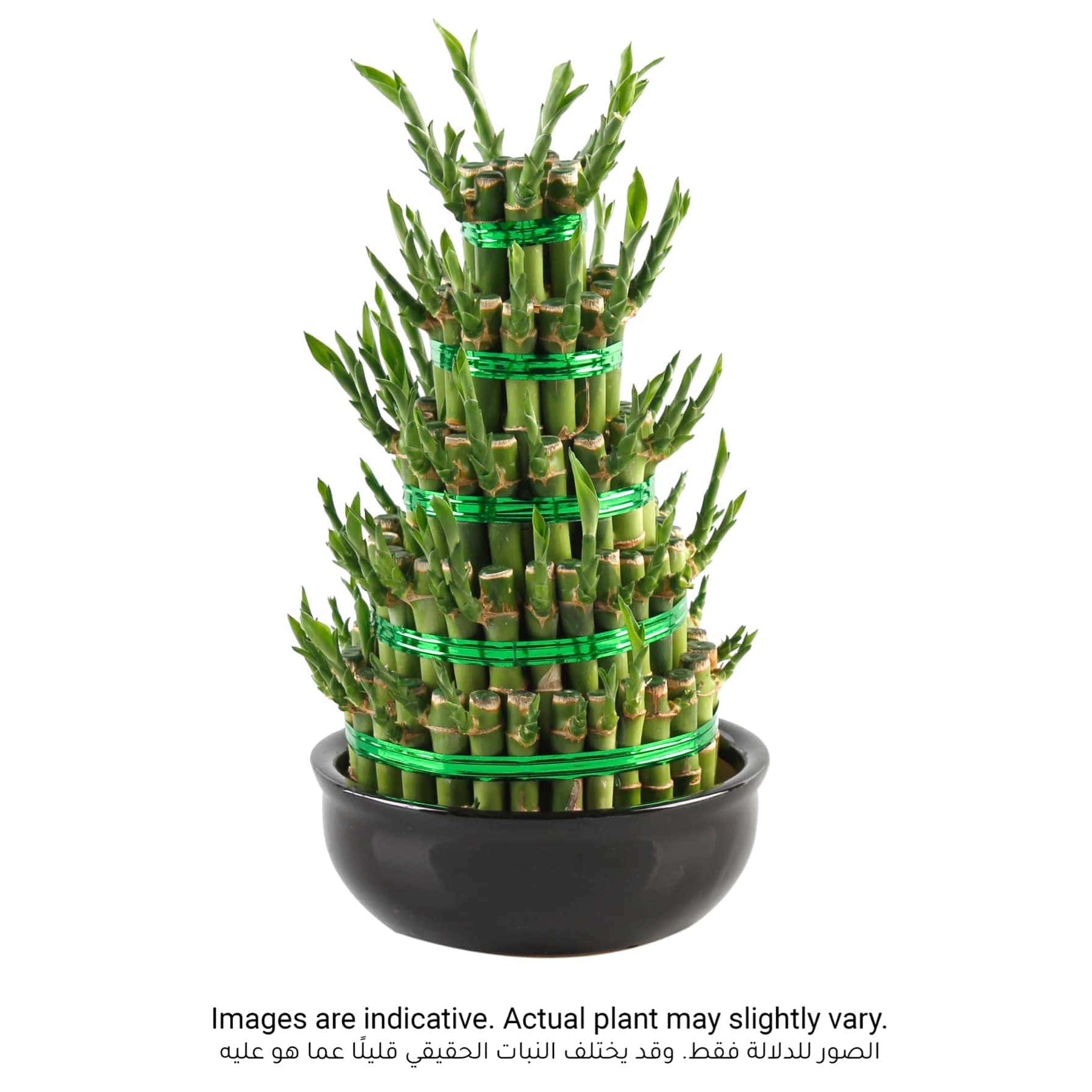 Lucky Bamboo Plant W/5 Layers (Small)