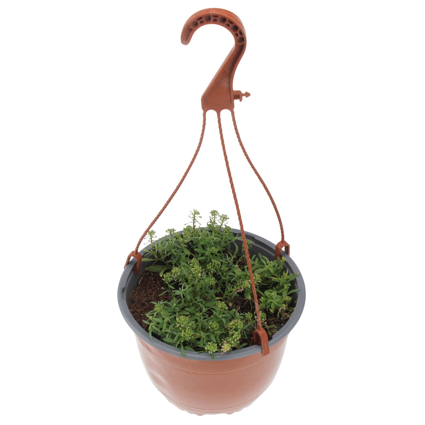 Pink Alyssum Hanging Outdoor Plant