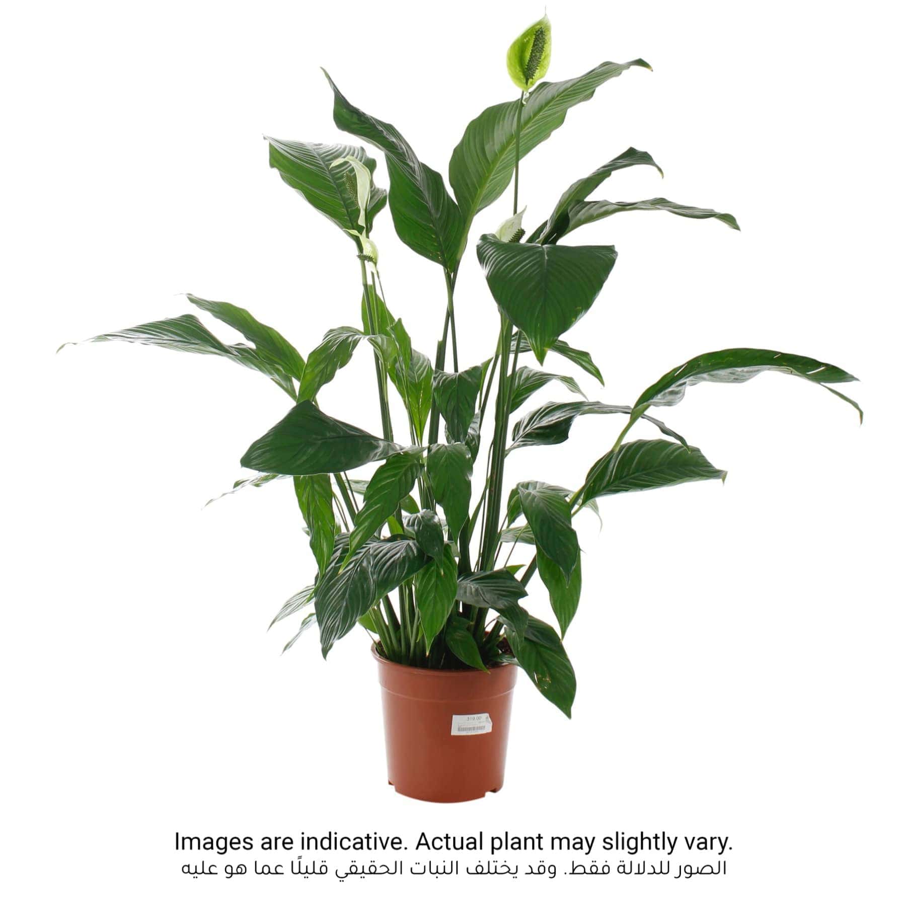 Spathiphyllum Sensation Peace Lily Indoor Plant (22 x 24 x 140 cm)