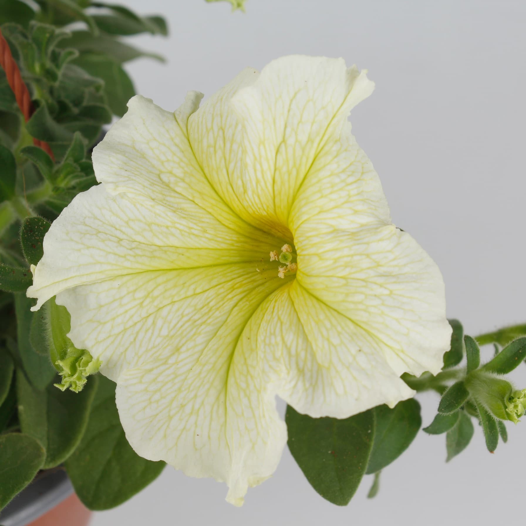 White Petunia Hanging Outdoor Plant