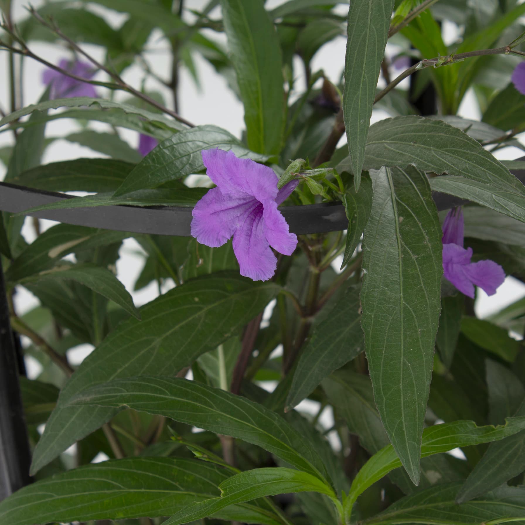 Ruellia Live Plant (30 x 30 x 80 cm)