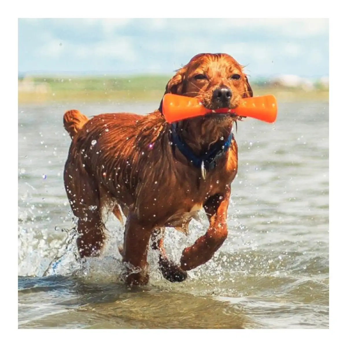Hagen Bionic Medium Urban Dog Stick (23 cm, Orange)
