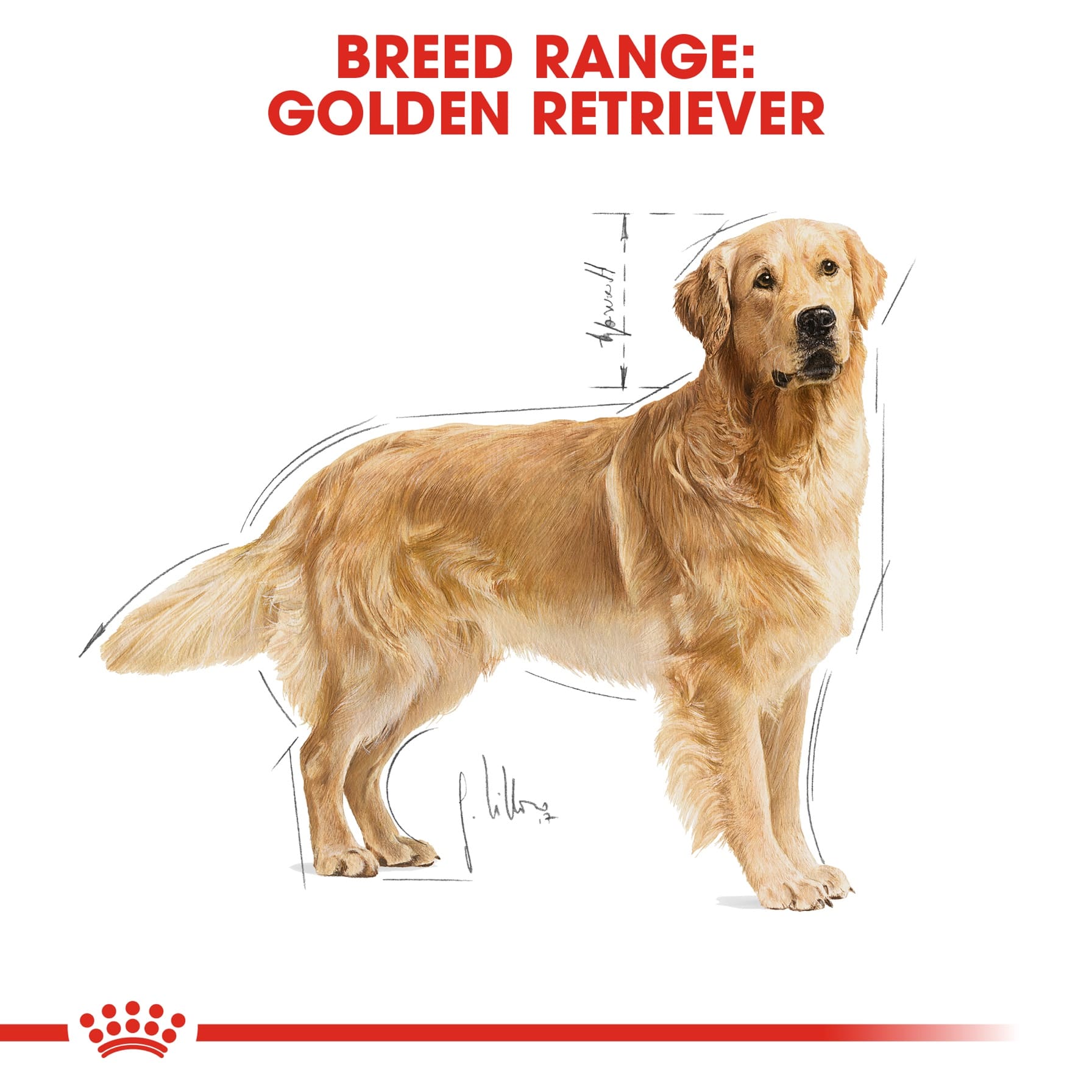 Golden Retriever Breed Health Nutrition (12 kg)