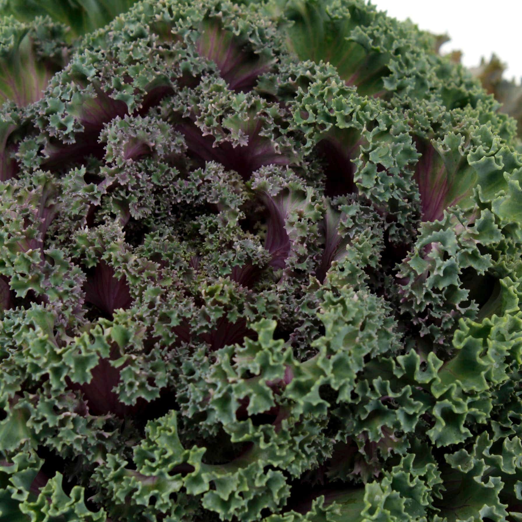 Kale Plant 