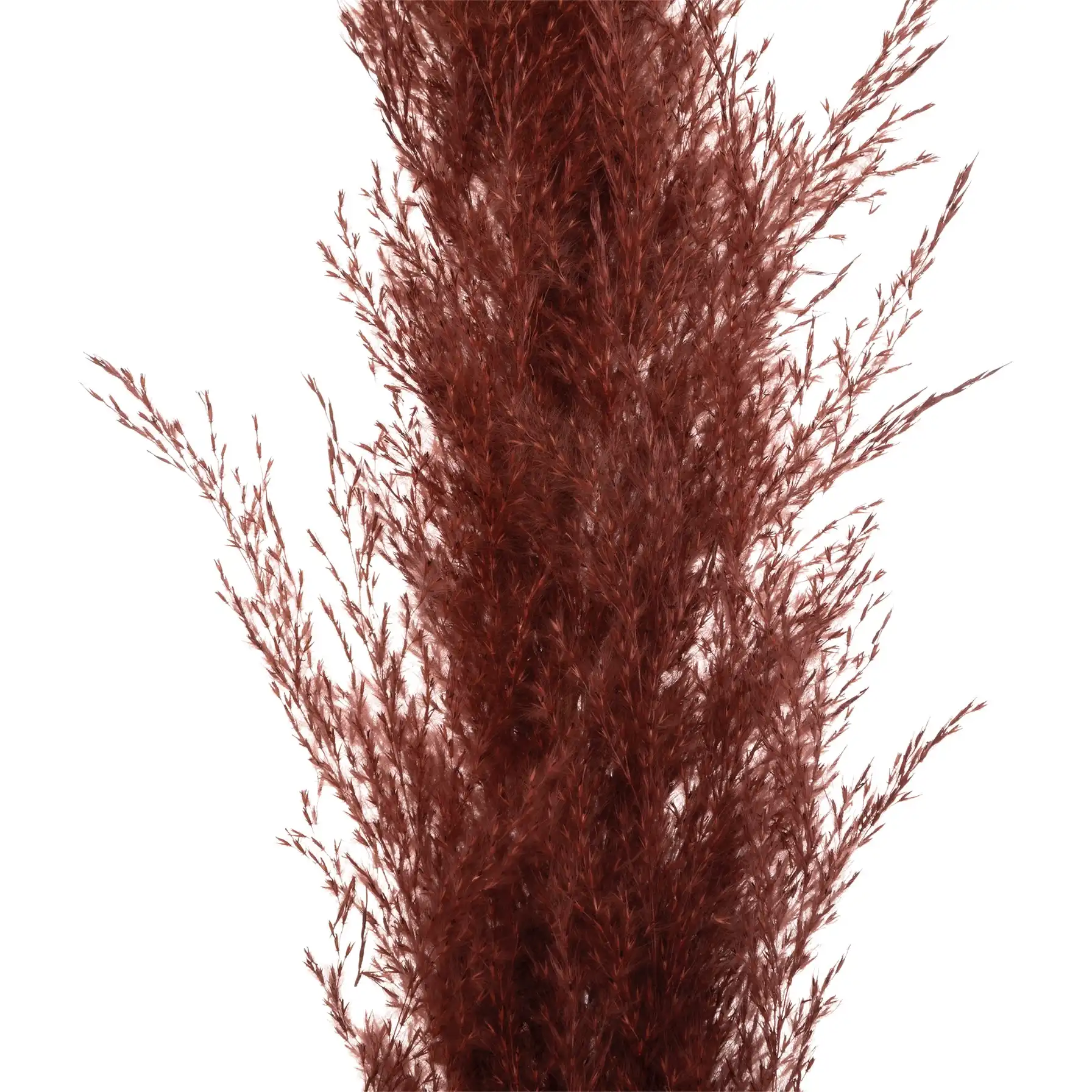 Atmosphera Dried Pampas Décor (3 Pc., Ruby Red)