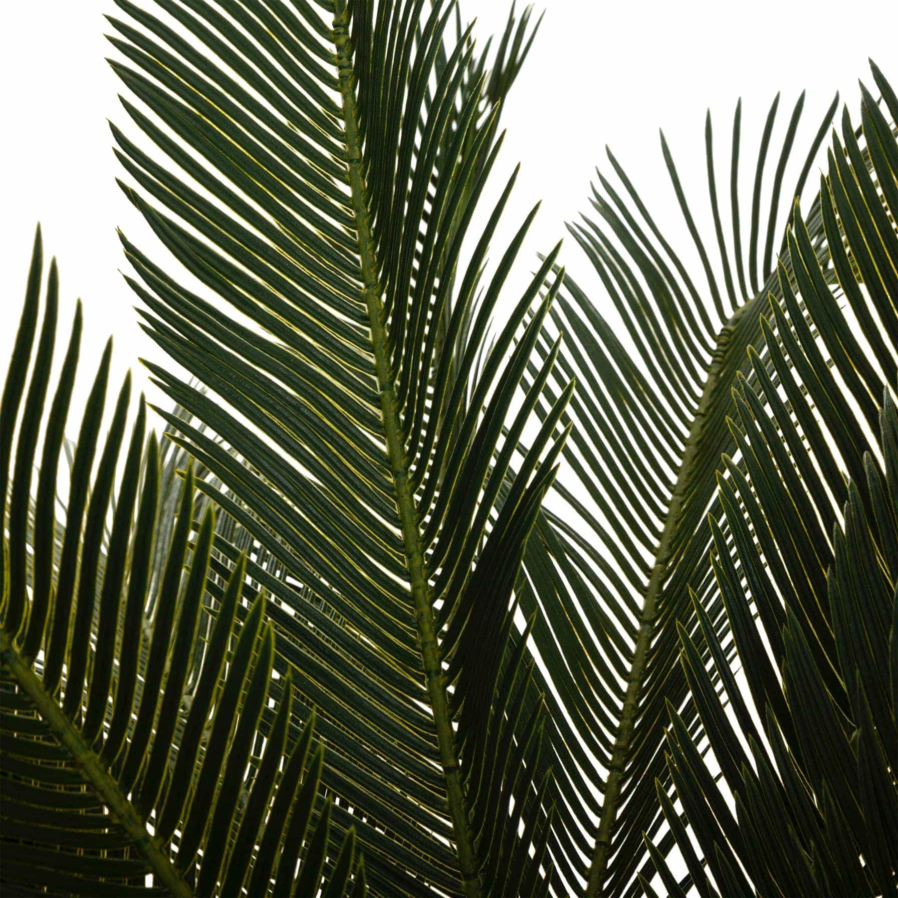 Atmosphera Artificial Cycas Plant W/Pot (90 cm)