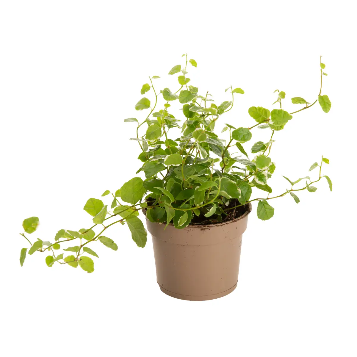 Indoor Plant (20 cm)