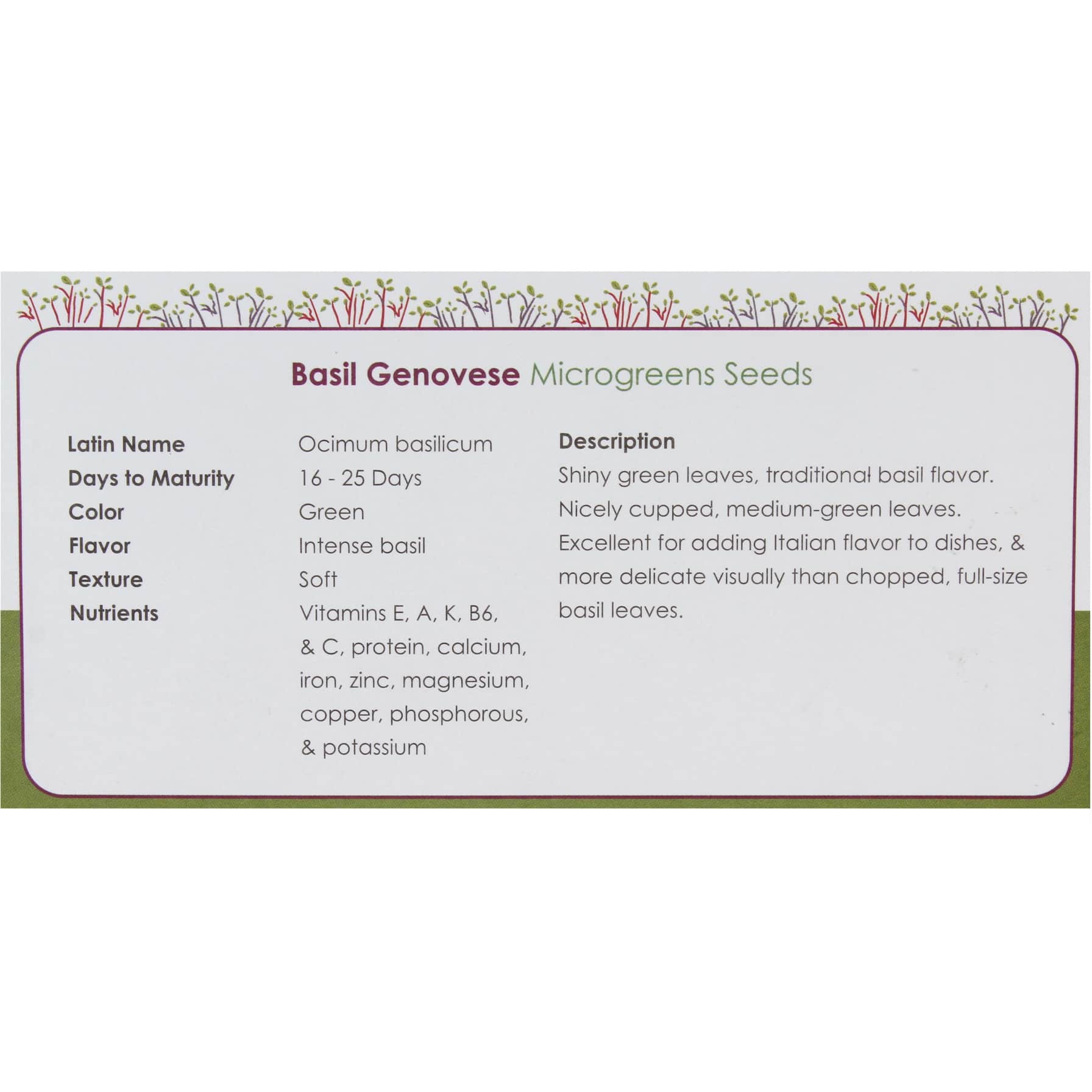 Growhub Microgreen Genovese Basil Seeds Pack