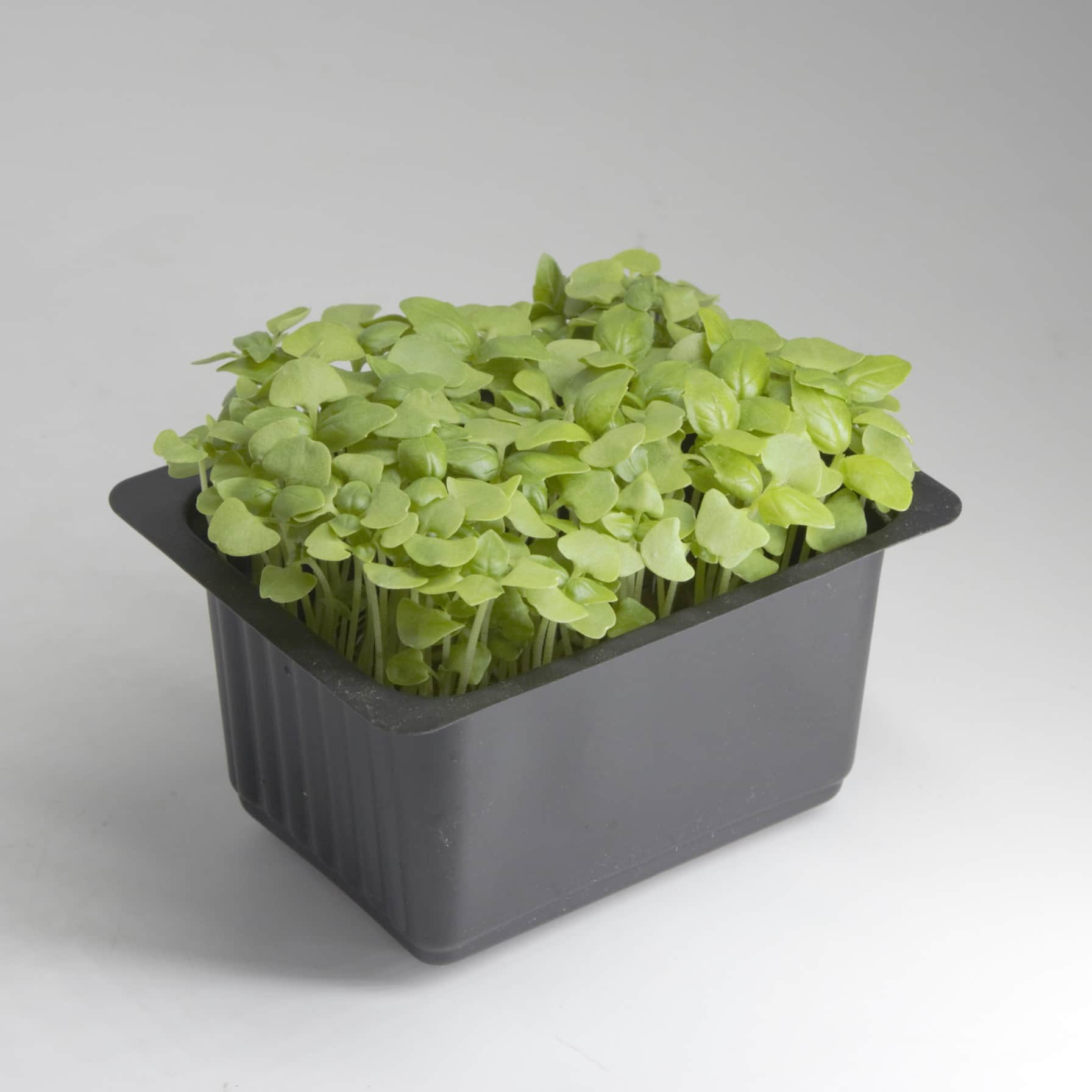 Growhub Microgreen Cinnamon Basil Seeds Pack 