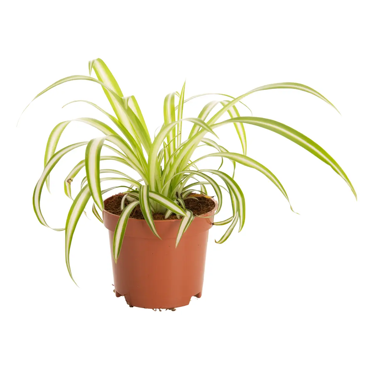 Indoor Plant (20 cm)
