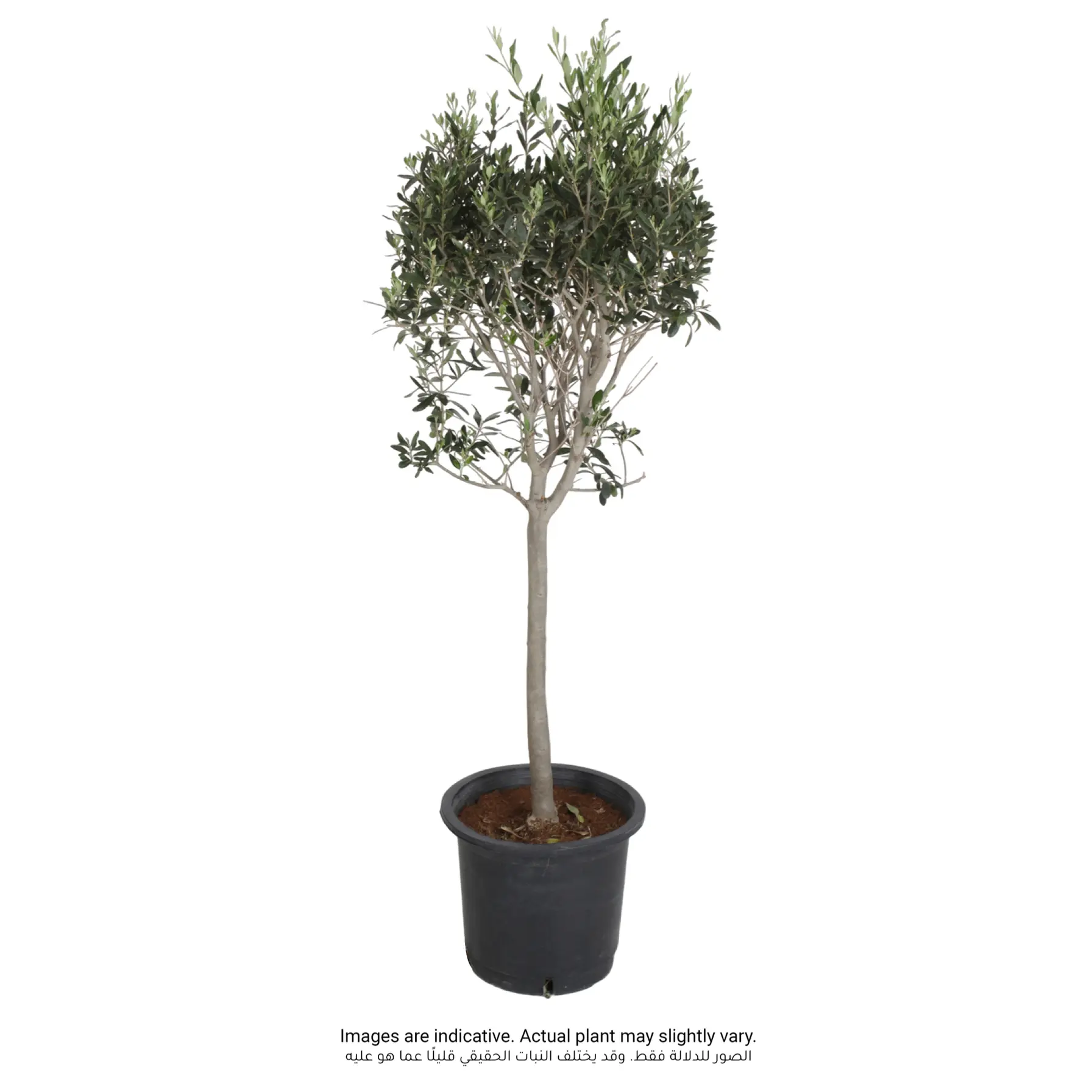 K-Olive Medium Poplar