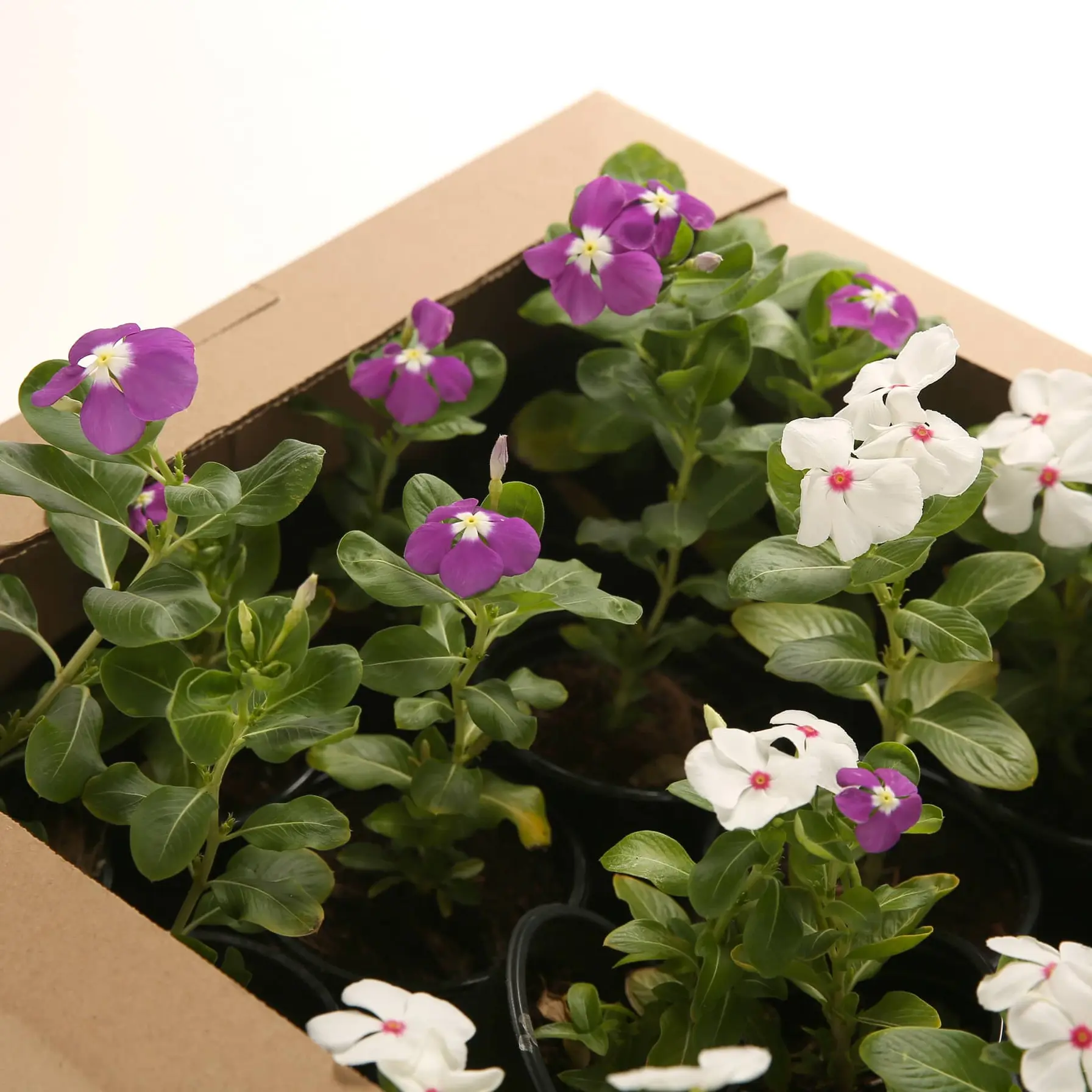 Vinca Live Outdoor Plant (Available In Assorted colors)