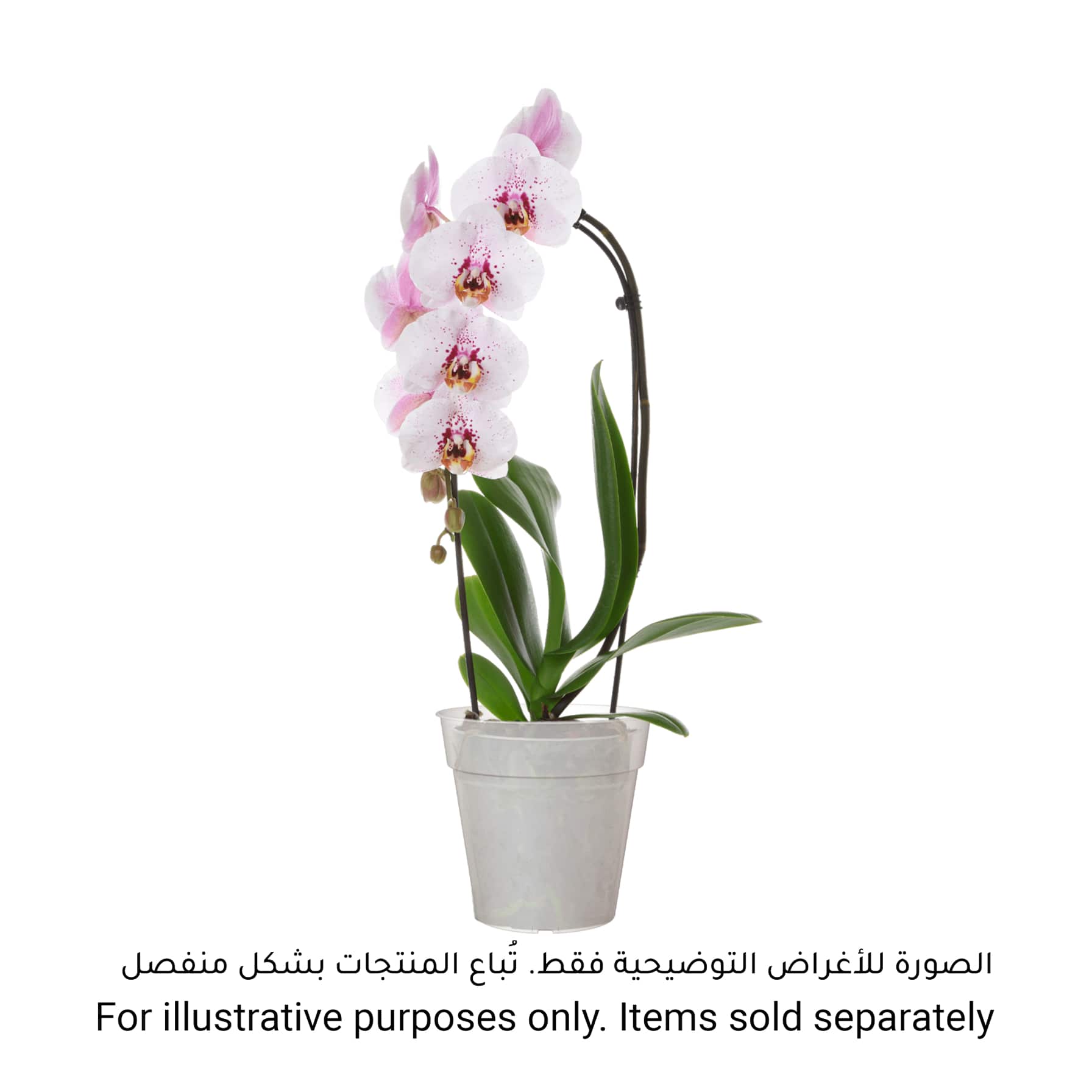 Artevasi Madagascar Plastic Orchid Pot (17 cm)