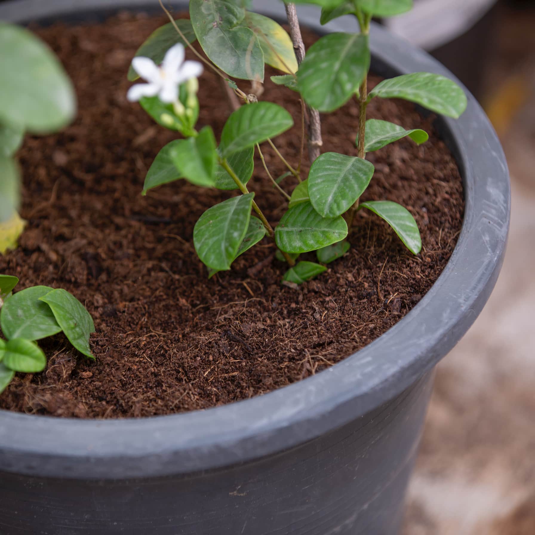 Living Space Grow Bag Potting Soil (30 L)