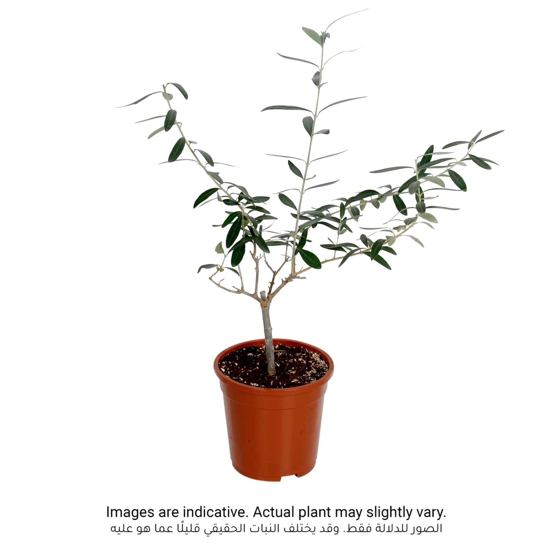 Baby Olive On Stem (12 x 12 x 40 cm)