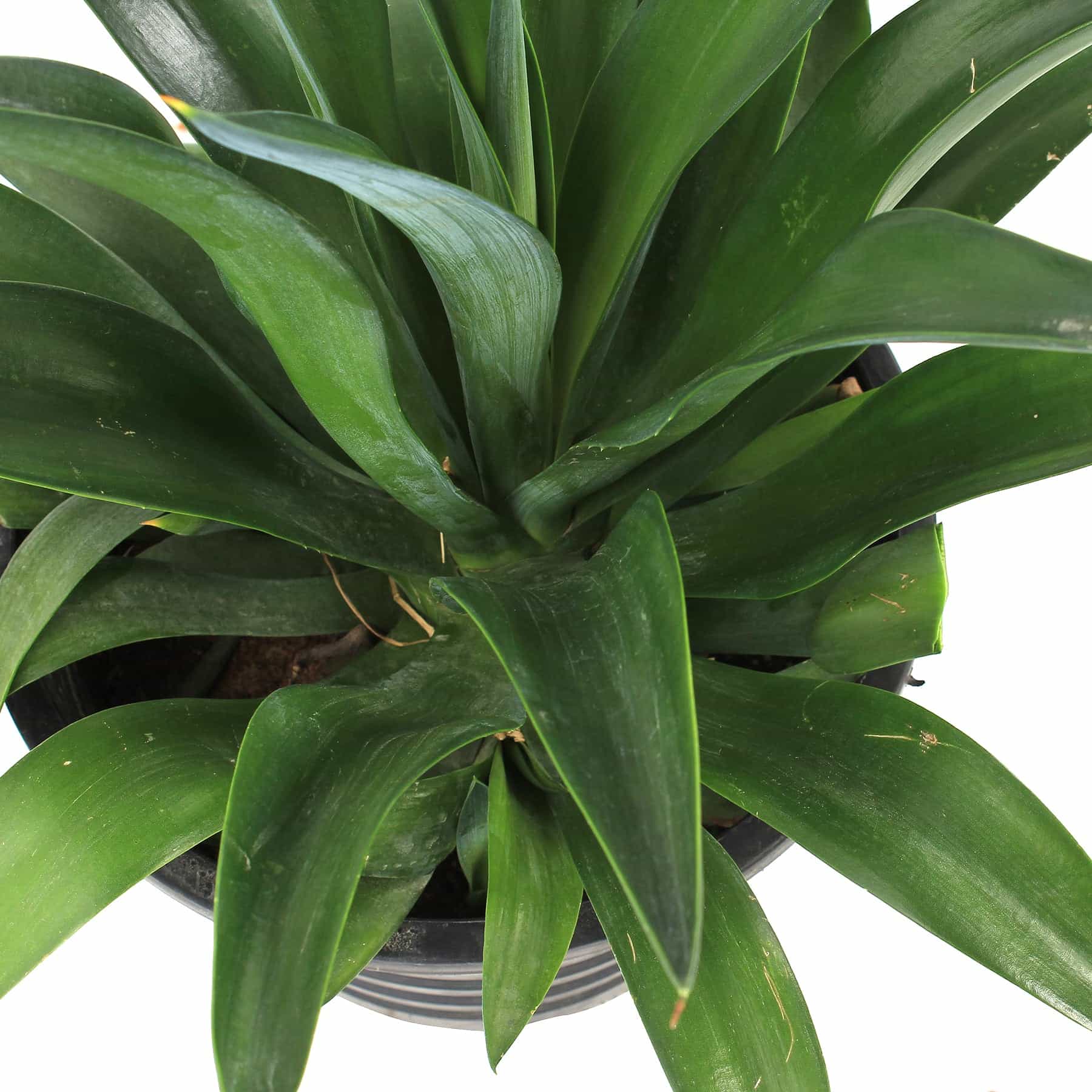 Agave Attenuata Variegata Plant (30 x 30 x 50 cm)