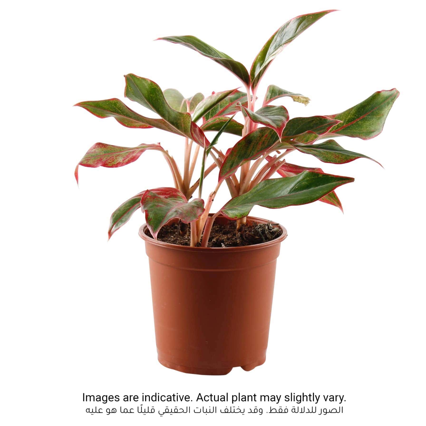 Aglaonema Red Indoor Plant (40 cm)