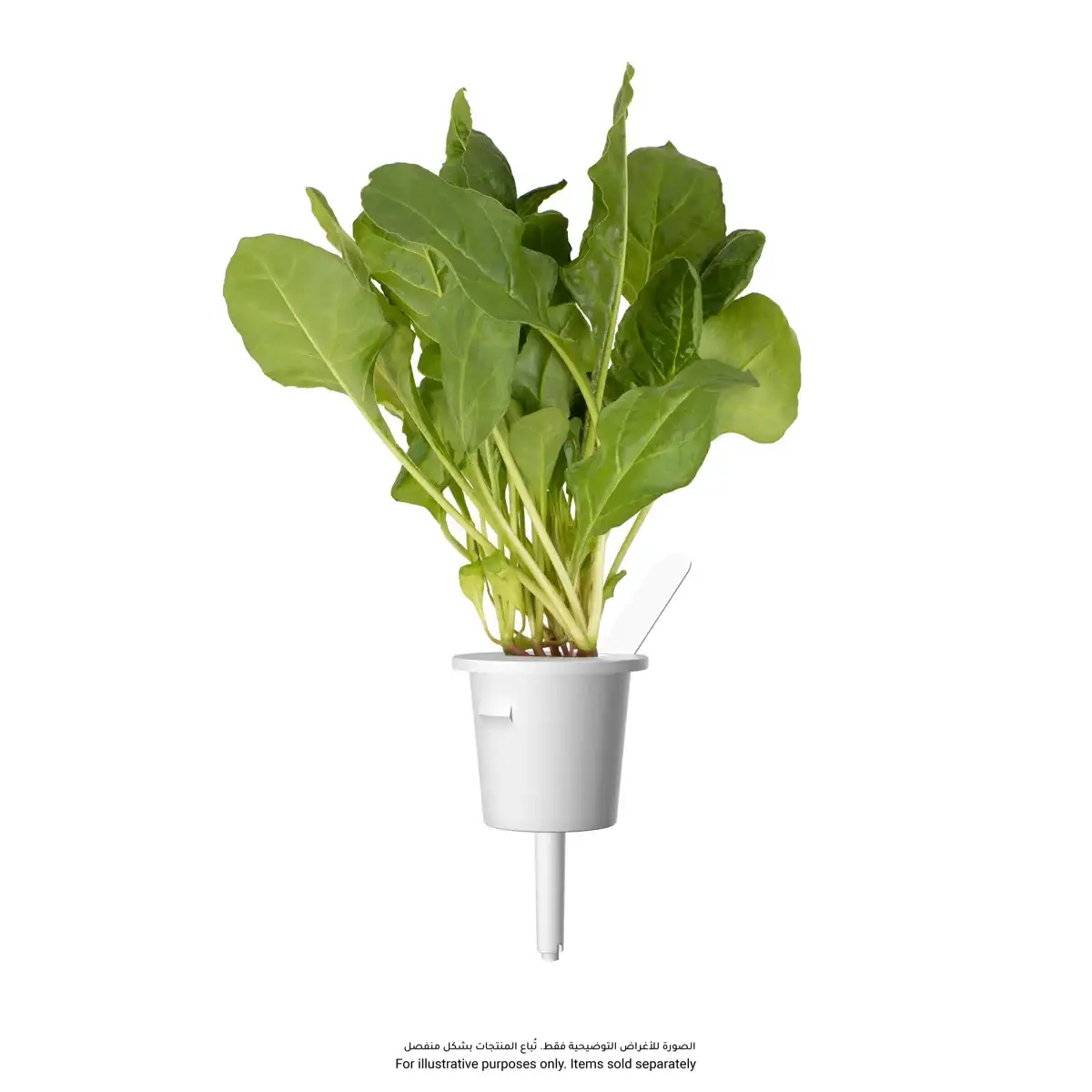 Click & Grow Green Chard Plant Pods (3 Pc.)