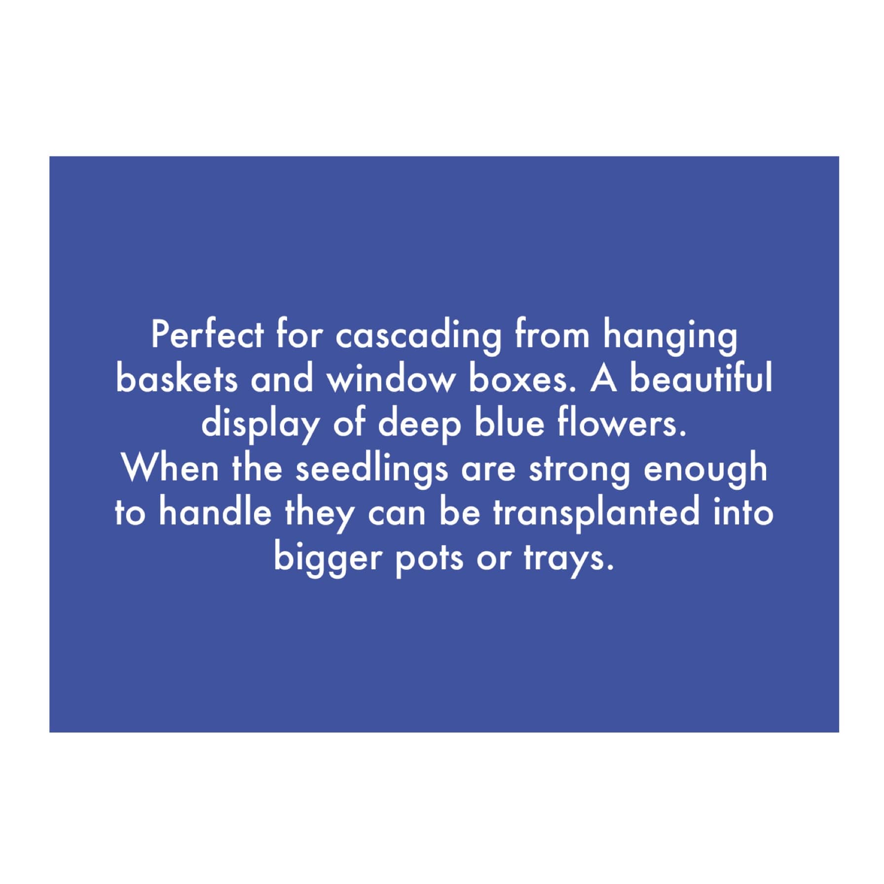 De Ree Lobelia Crystal Palace Seeds