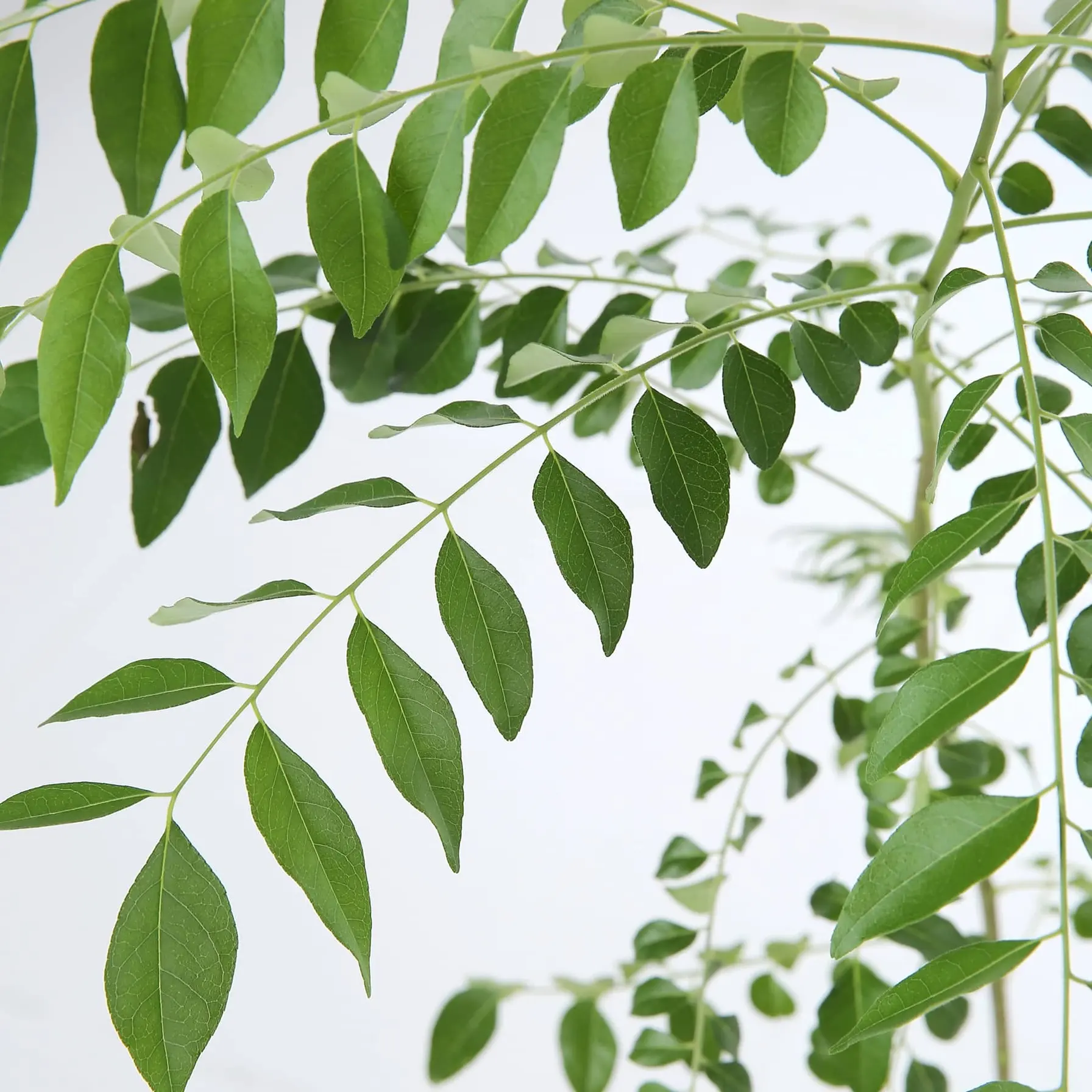 Curry Leaf Live Plant