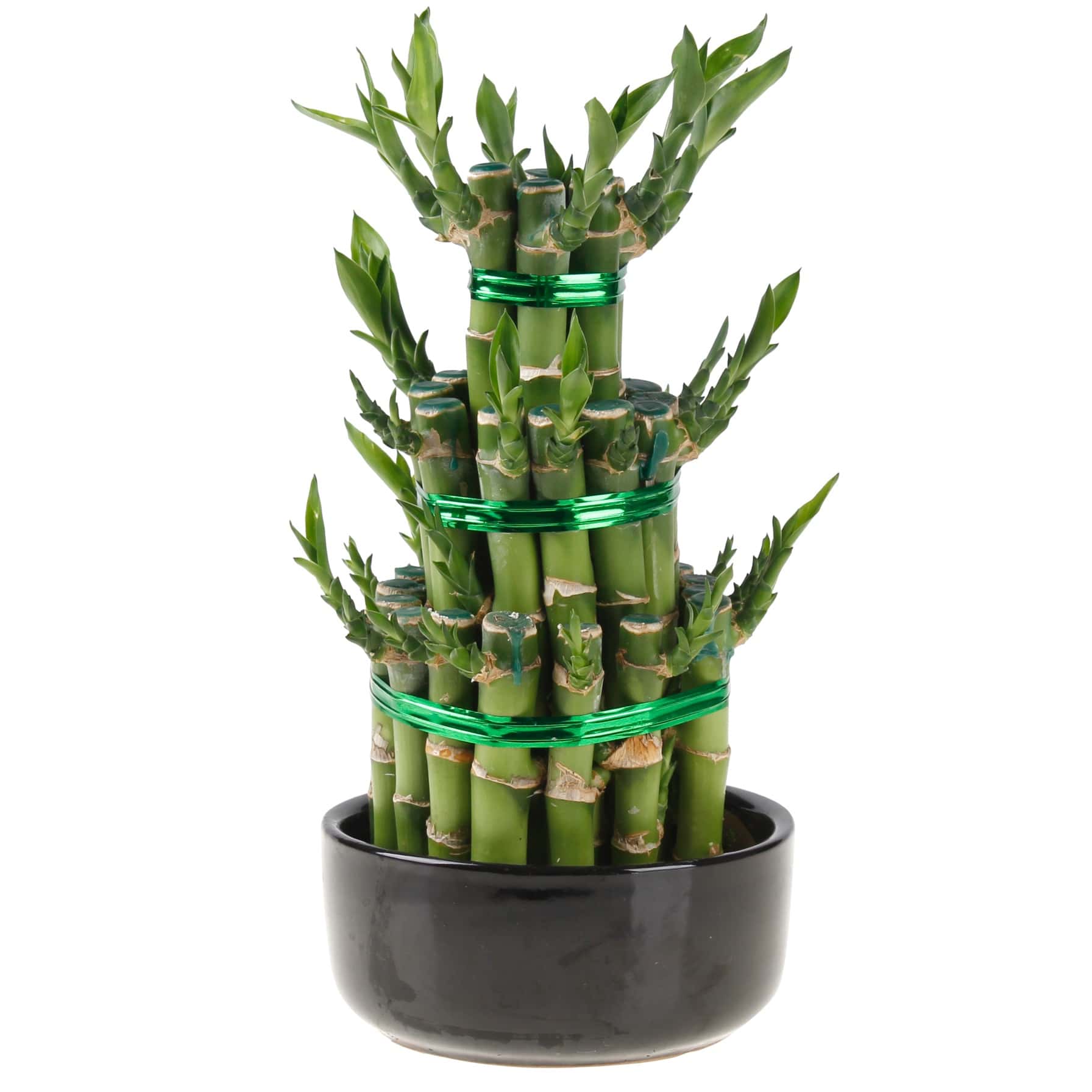 Lucky Bamboo 3 Step Plant (Large, 12 x 12 x 25 cm)