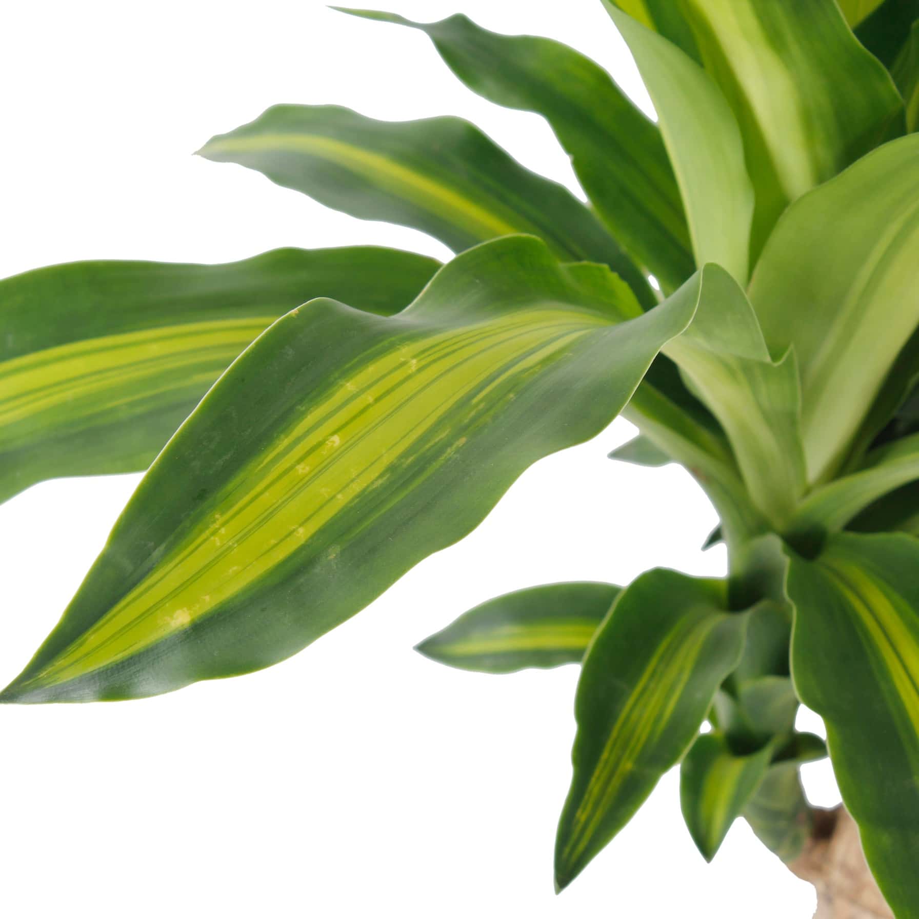 Cornstalk Dracaena Massangeana 2 Step Plant (19 x 21 x 80 cm)