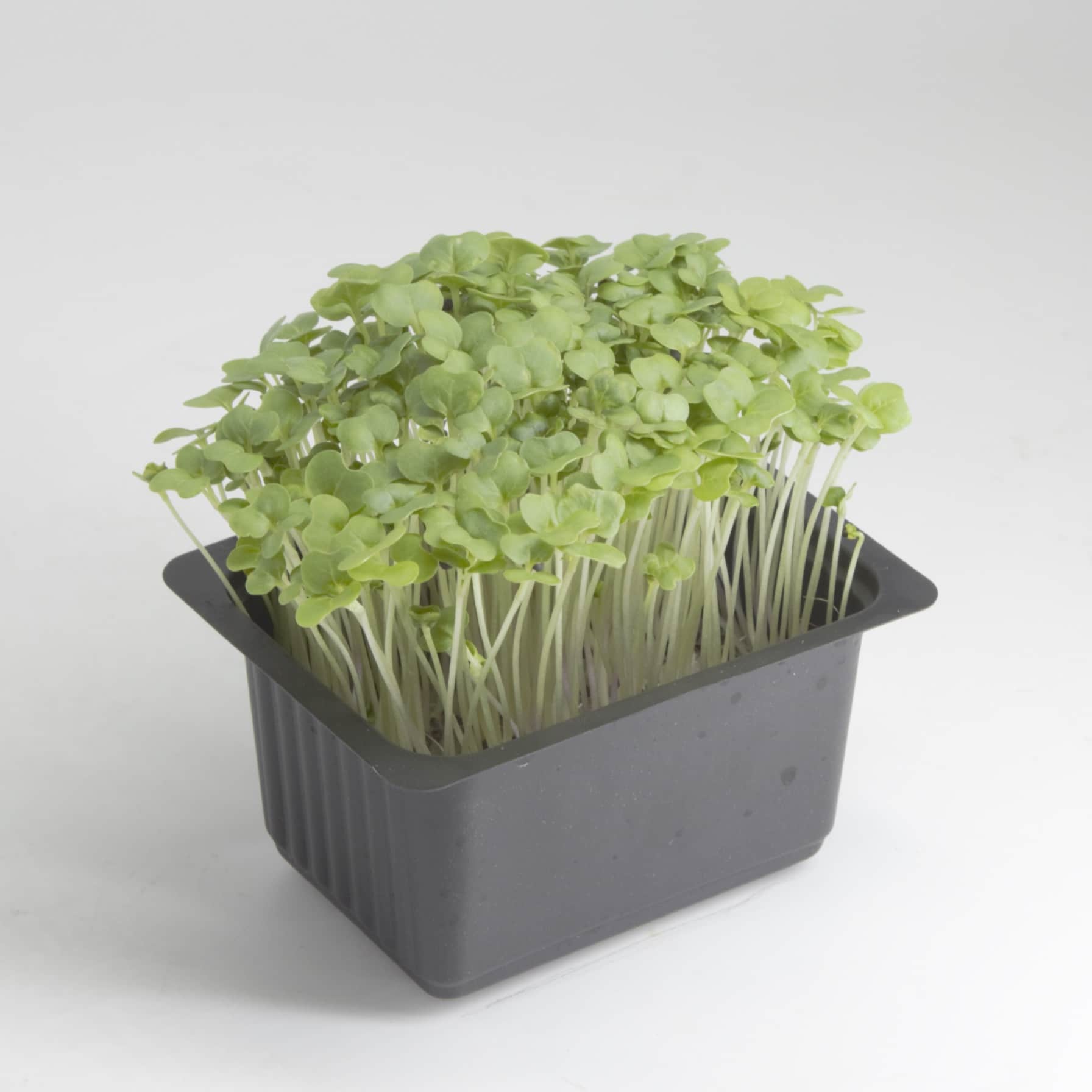 Growhub Microgreen Kale Seeds Pack