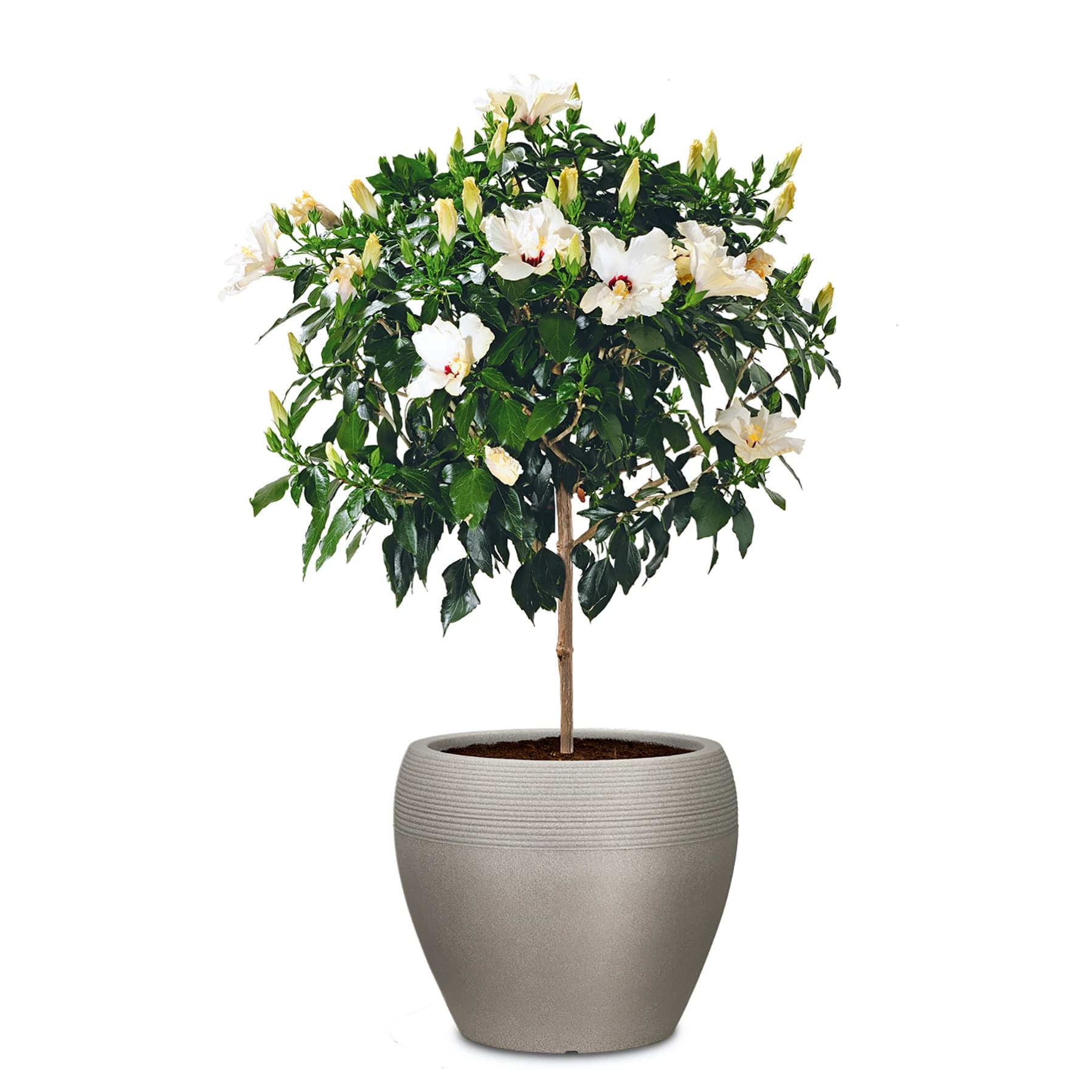 Scheurich Lineo Plastic Planter (30 cm) 