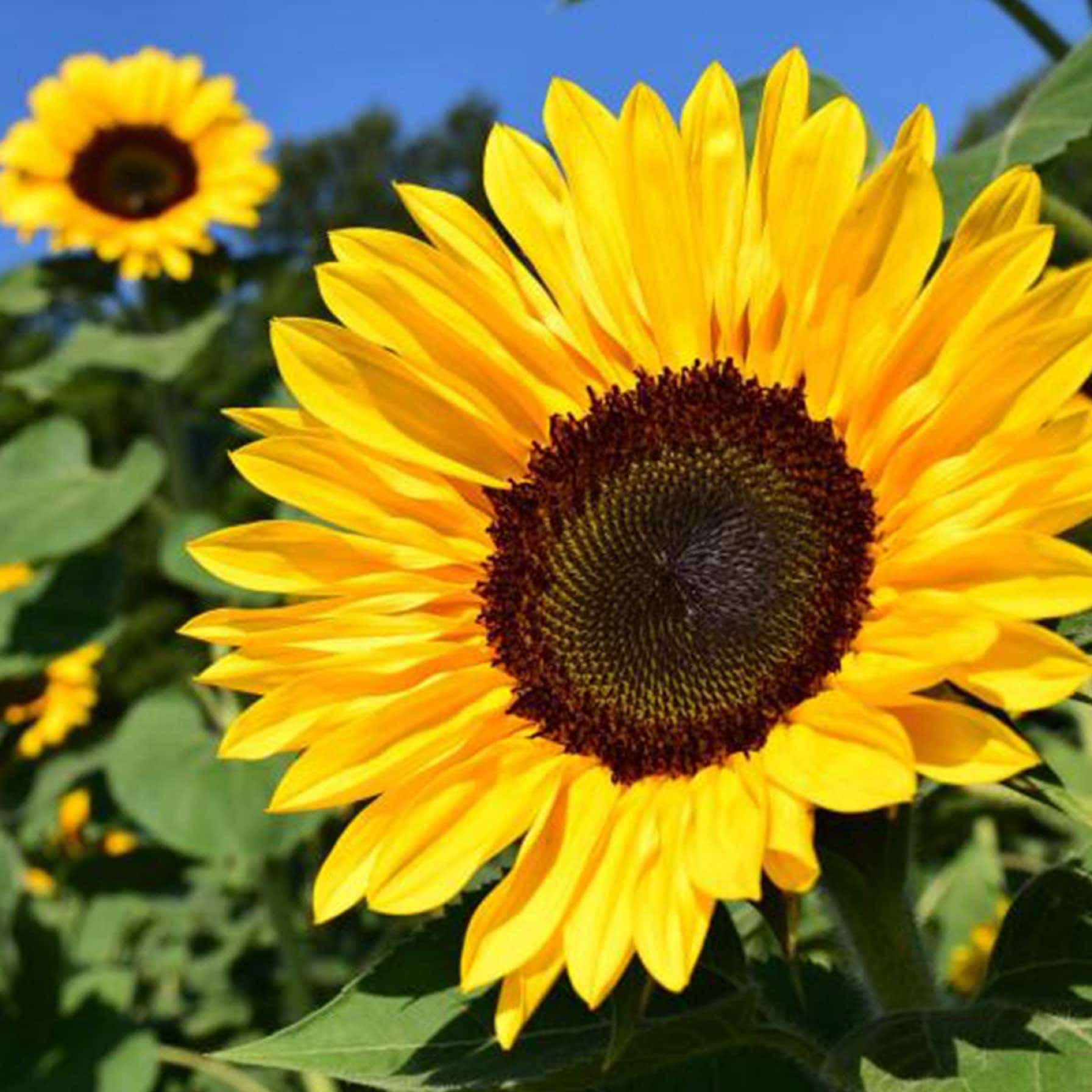 De Ree Tallest Sunflower Seeds