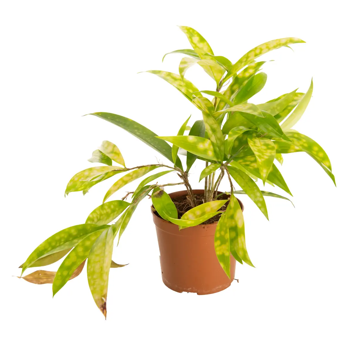 Indoor Plant (20 cm)