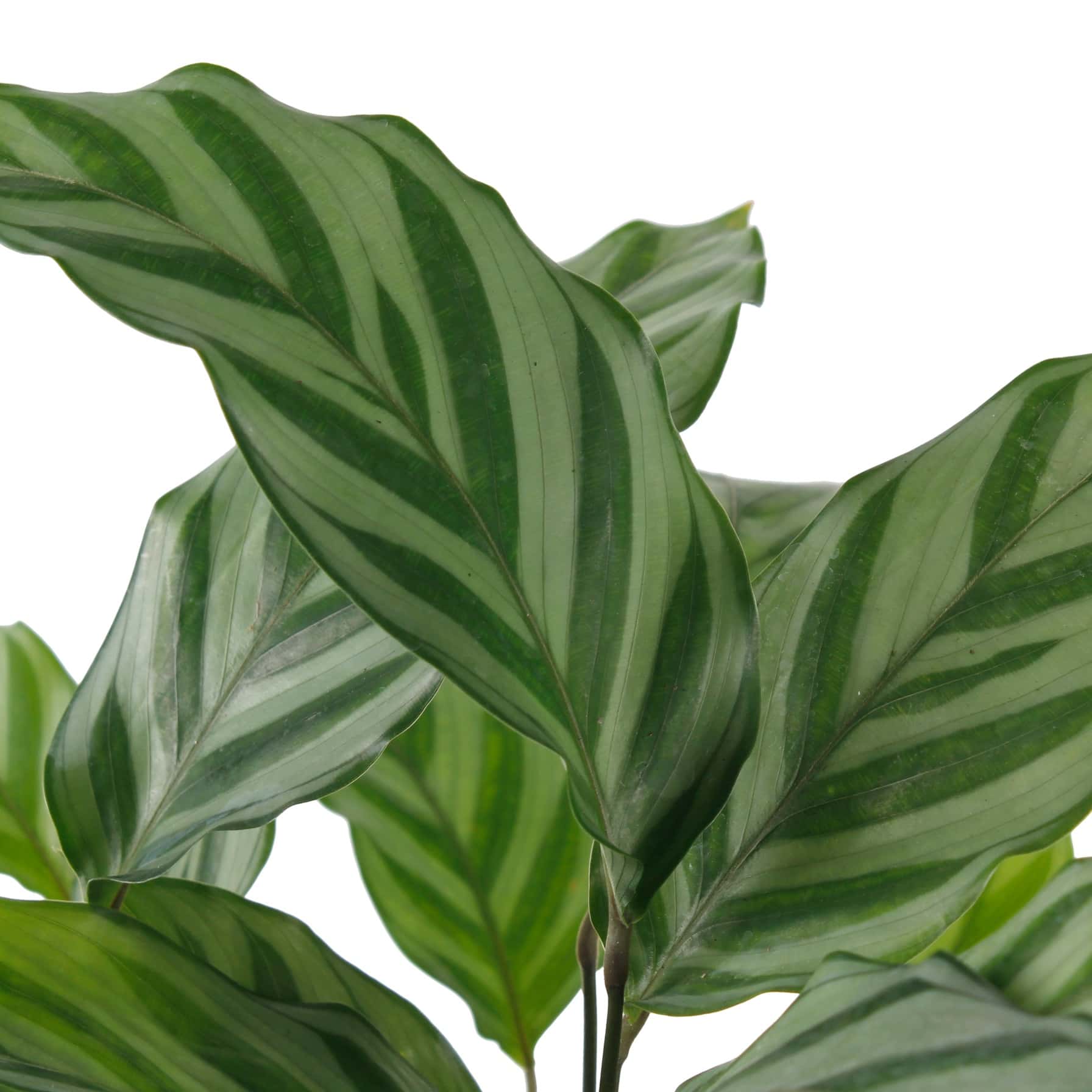 Siji Calathea (9 x 11 x 40 cm)